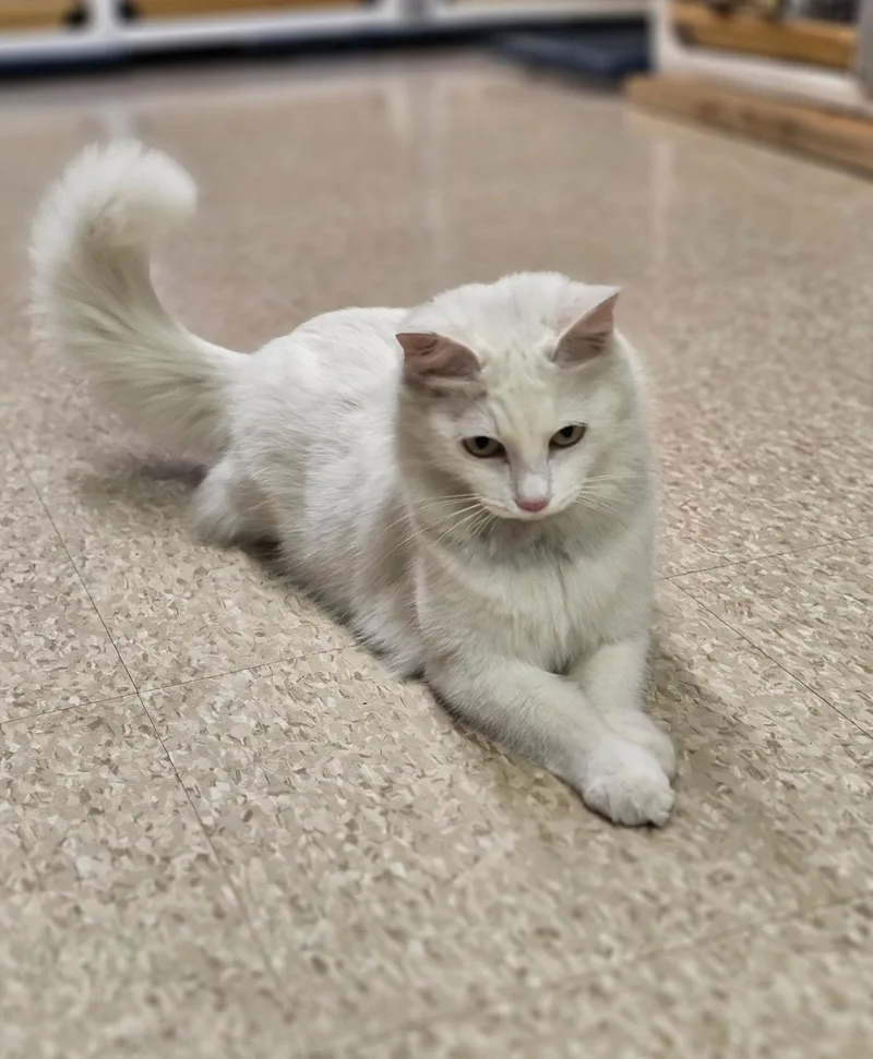 Dandelion thumbnail 3