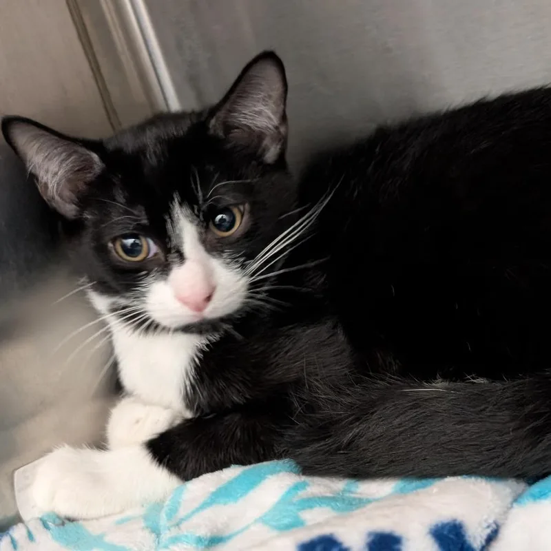 A baby small-sized male Domestic Short Hair cat named Frigate for adoption in Pittsburgh, PA