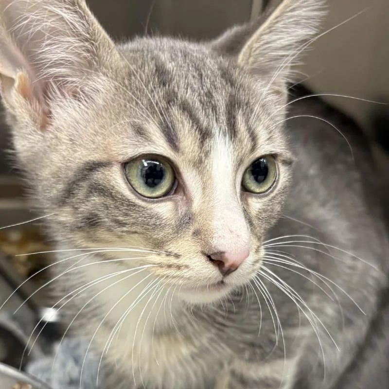 A baby small-sized male Gray / Blue / Silver Domestic Short Hair cat named Snow Leopard for adoption in Gloucester, VA