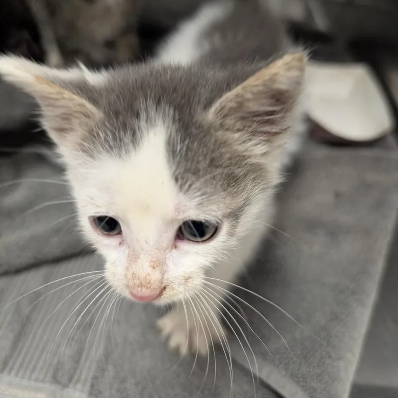 A baby small-sized male White Domestic Short Hair cat named Meeny for adoption in Indianapolis, IN