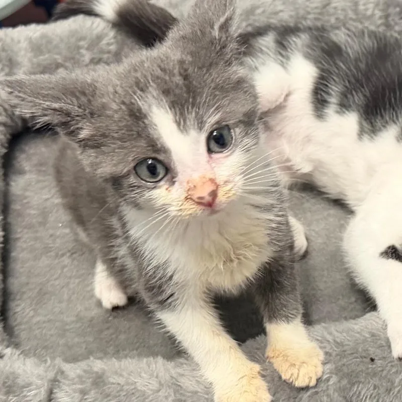 A baby small-sized female Gray / Blue / Silver Domestic Short Hair cat named Harriet for adoption in Bel Air, MD