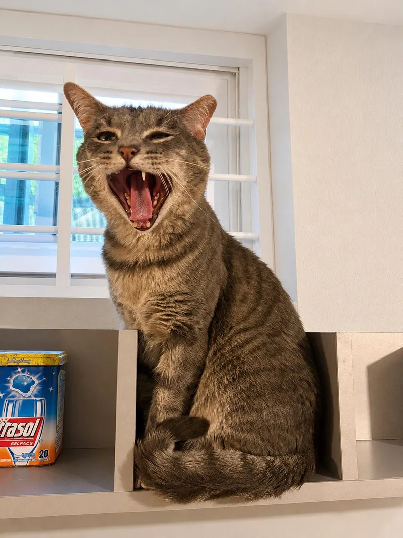 An adult medium-sized male Tabby cat named Dwight the dapper boy for adoption in Bloomfield, NJ