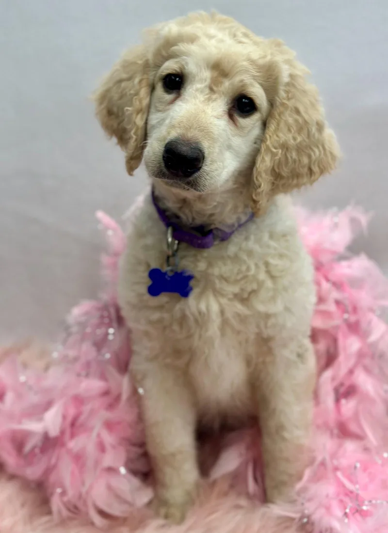 A baby large-sized female Golden Retriever dog named Bevvie: Malt for adoption in Palo Alto, CA
