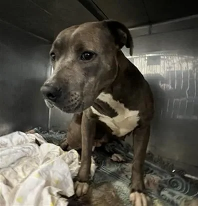A young medium-sized female Pit Bull Terrier dog named Nala for adoption in Downey, CA