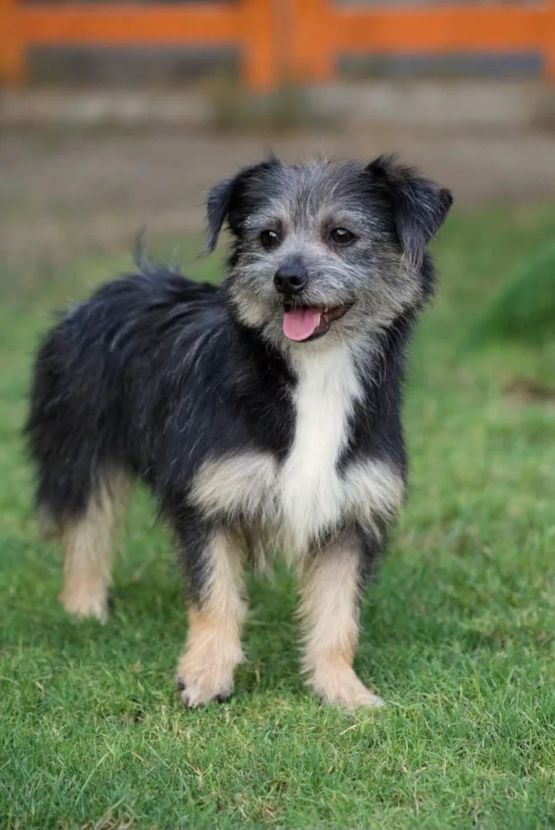 An adult small-sized female Mixed Breed dog named Sassy for adoption in Palos Heights, IL