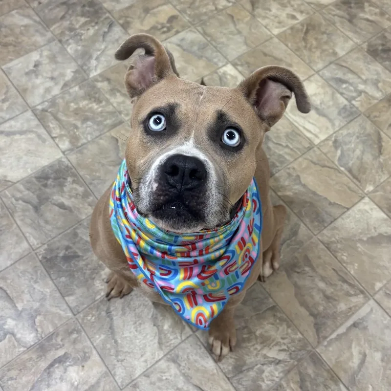 A young medium-sized female Brown / Chocolate Terrier dog named Izza for adoption in Pilot Point, TX