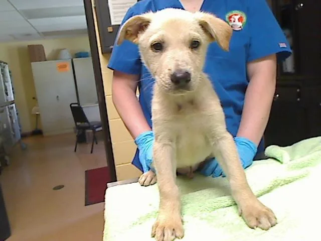 A baby large-sized male German Shepherd Dog dog named Velveeta for adoption in Cookeville, TN