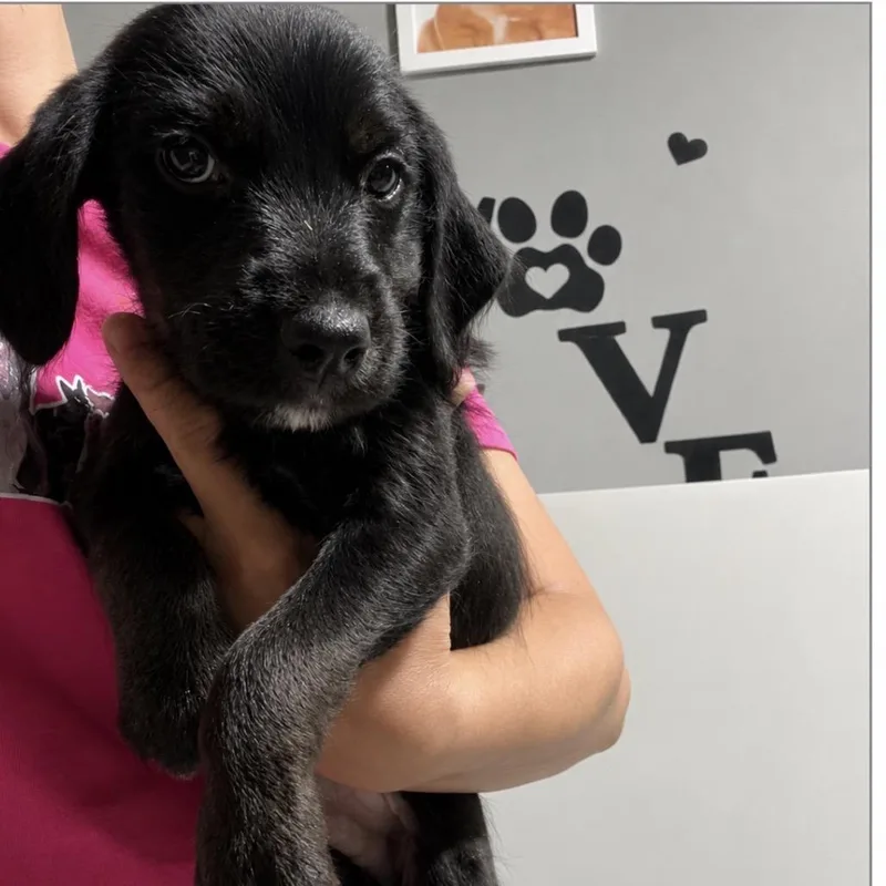 A baby medium-sized male Black Mixed Breed dog named George for adoption in Wappingers Falls, NY