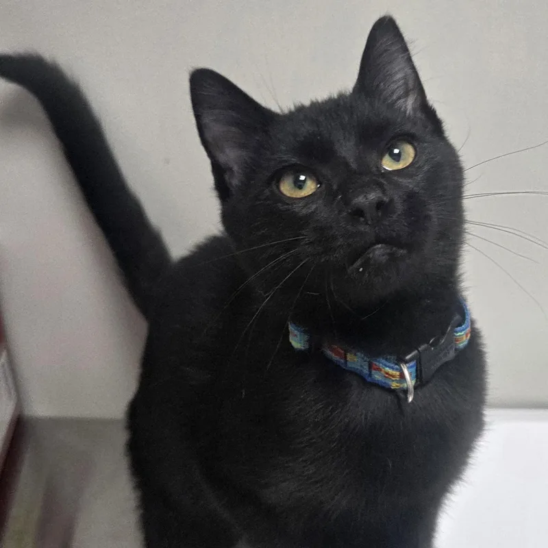 A young medium-sized male Black Domestic Short Hair cat named Sparky for adoption in SNOW HILL, NC