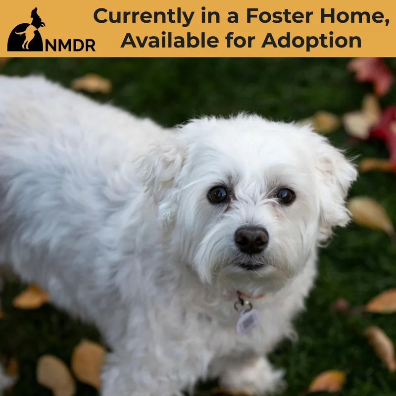 A senior small-sized male White / Cream Maltese dog named Taco for adoption in Peyton, CO