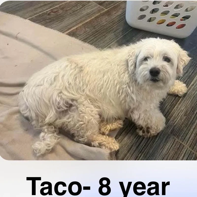 Taco thumbnail 5