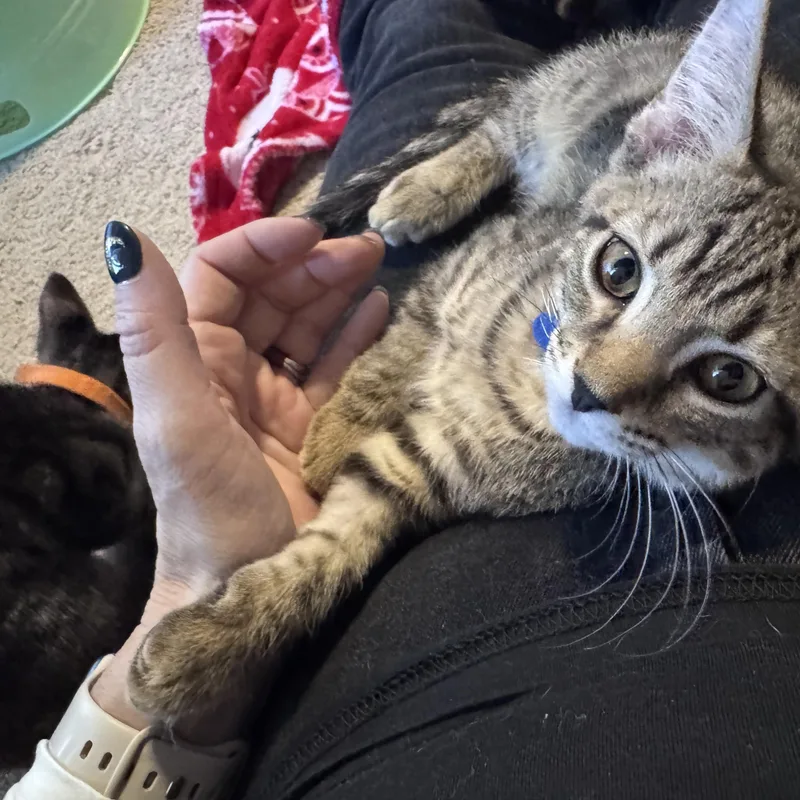 A baby medium-sized male Tabby (Gray / Blue / Silver) Domestic Short Hair cat named Jayco...paws on your face for adoption in Murfreesboro, TN