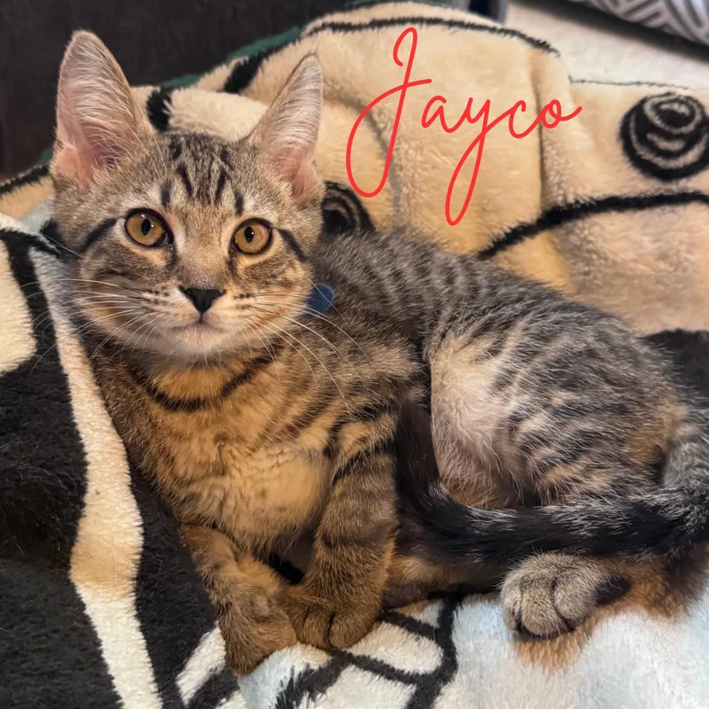 Jayco...paws on your face thumbnail 3