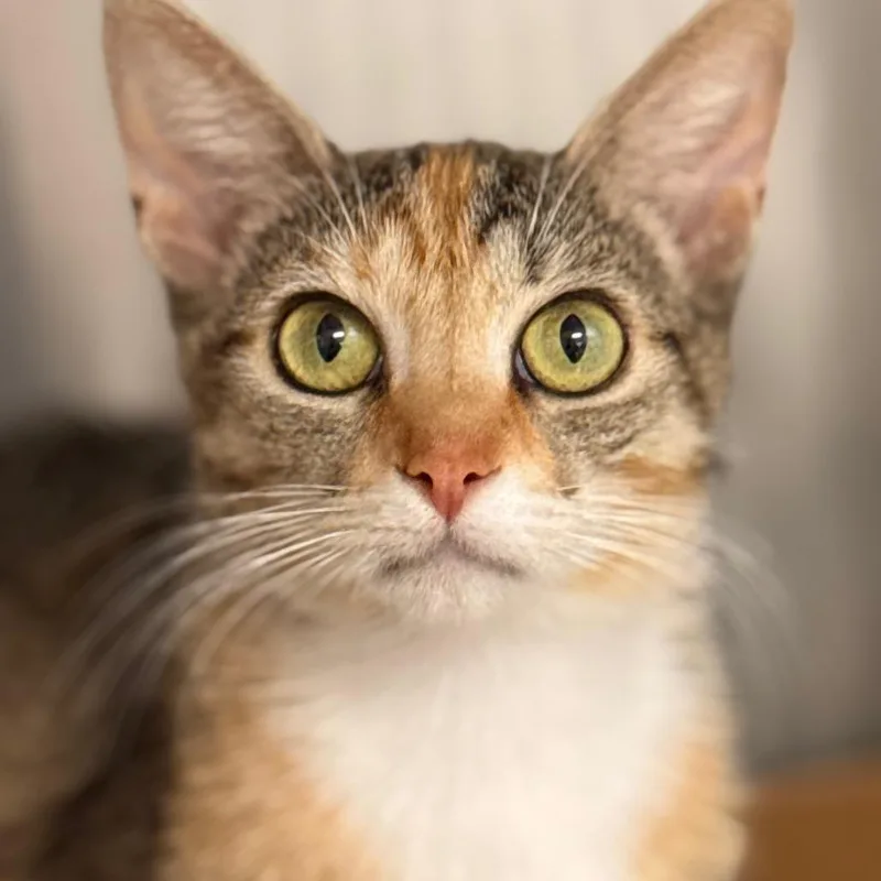 An adult medium-sized female Domestic Short Hair cat named Eclair for adoption in Cumming, GA