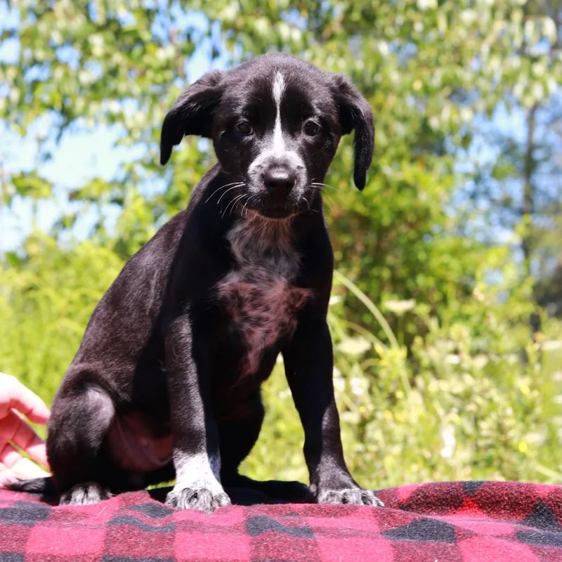 A baby medium-sized male Black Border Collie dog named CT Boot for adoption in Eastford, CT