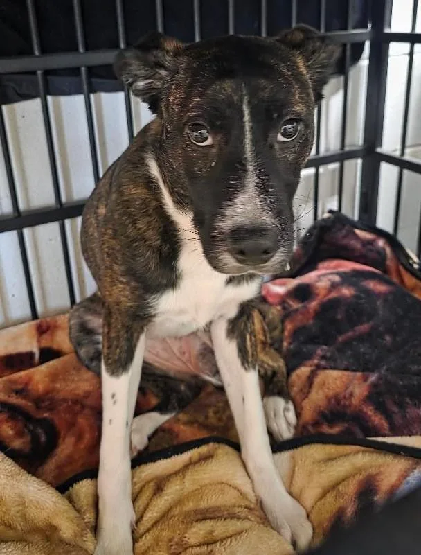 A baby medium-sized female Brindle Plott Hound dog named Marie for adoption in Clinton, MO