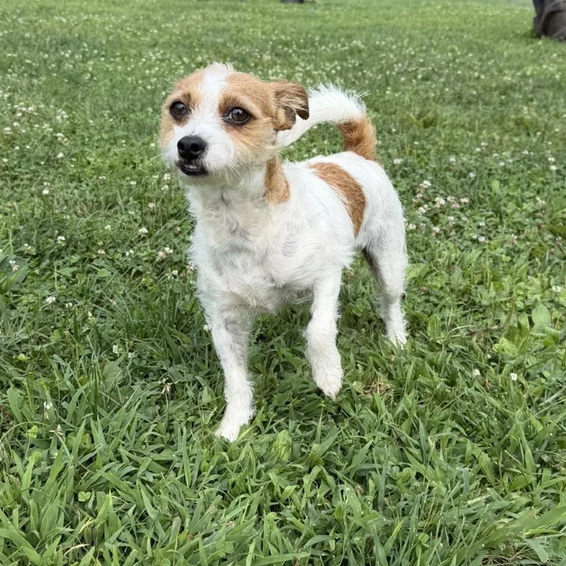Darcy