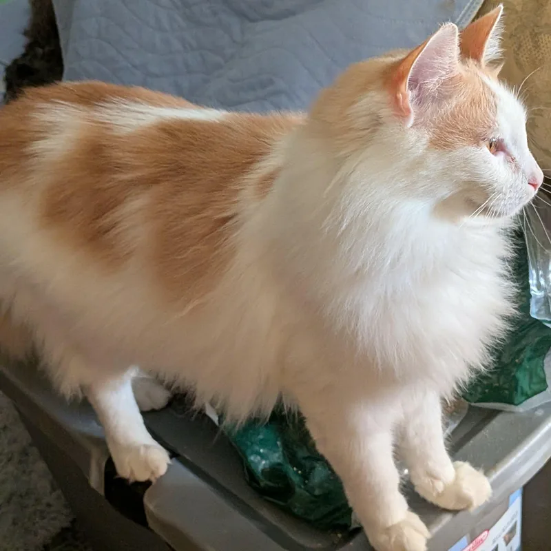 Creamsicle thumbnail 2