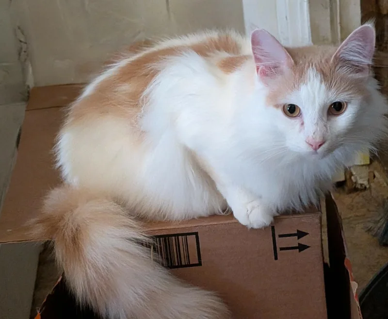 Creamsicle thumbnail 3