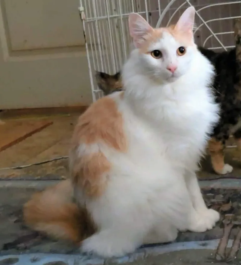 Creamsicle thumbnail 6