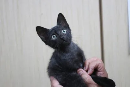 A baby small-sized female Domestic Short Hair cat named Carbon for adoption in Brunswick, GA