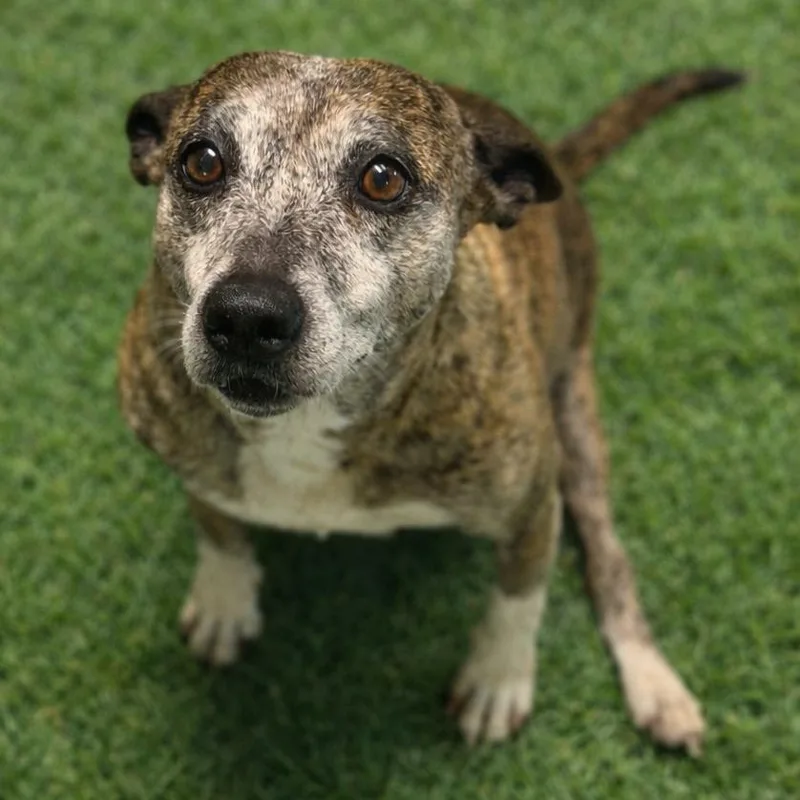 A senior medium-sized female Brindle Mixed Breed dog named Fajita for adoption in Brownsboro, AL