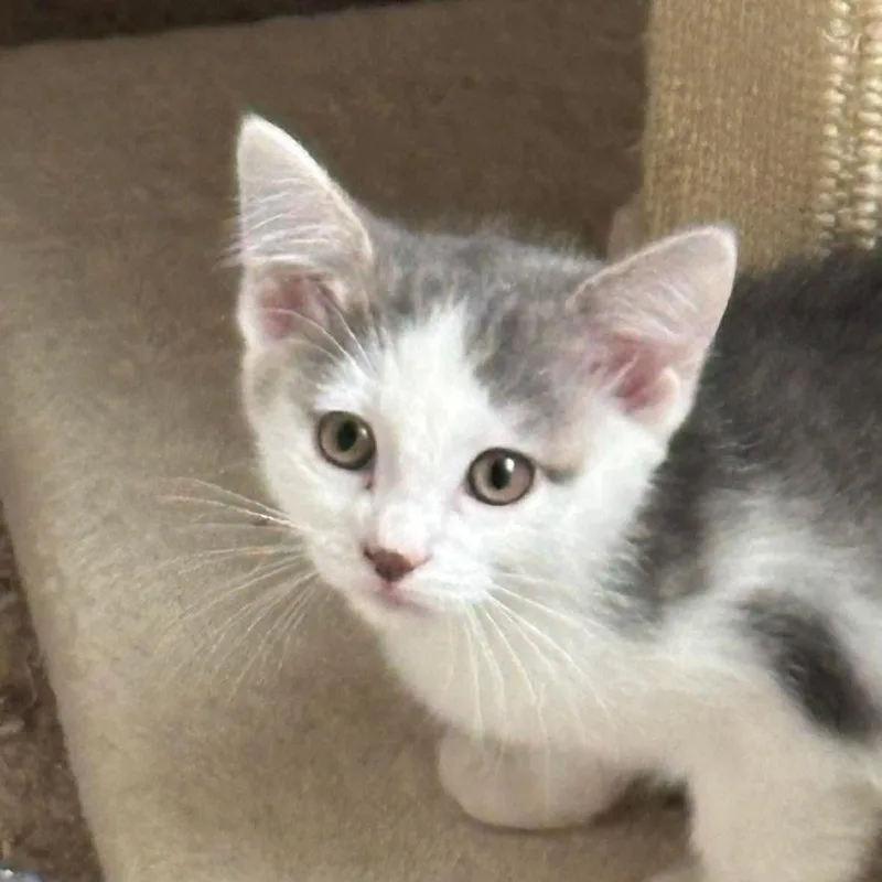 Sterling thumbnail 2