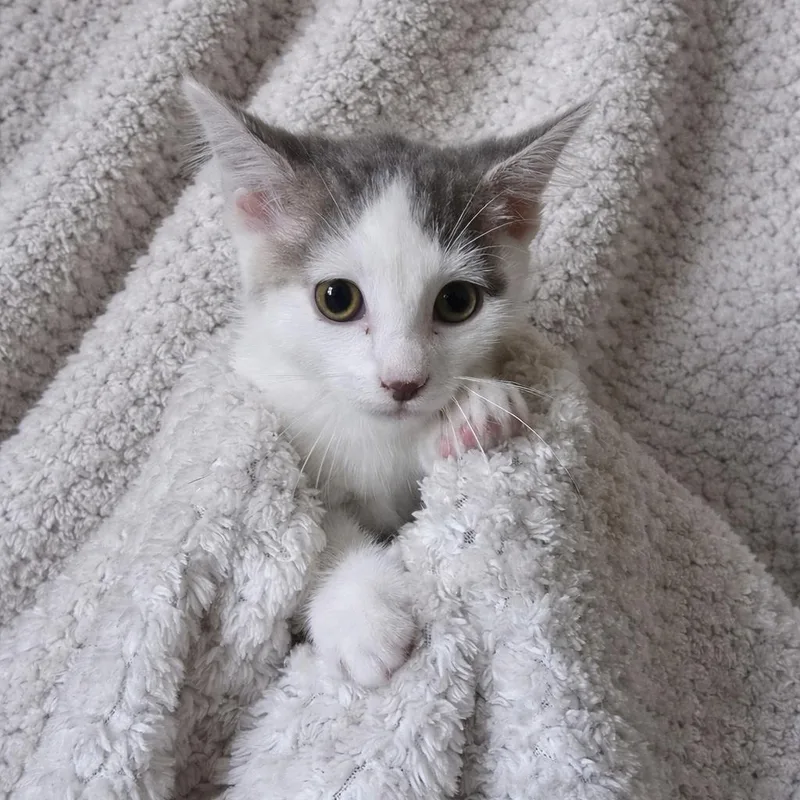 Sterling thumbnail 3