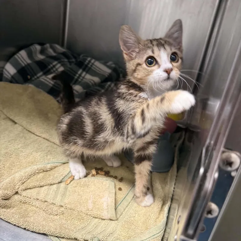 A baby small-sized female American Shorthair cat named Peppa for adoption in Danbury, CT