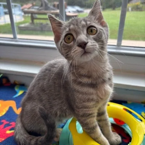 A baby small-sized female Brown / Chocolate Domestic Short Hair cat named Sally for adoption in South Elgin, IL