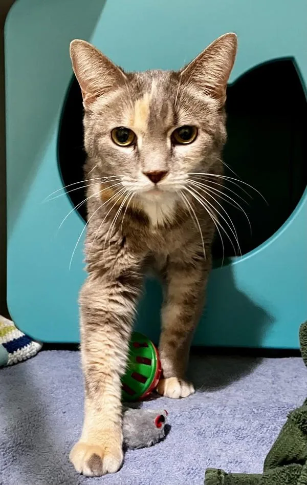 An adult medium-sized female Domestic Short Hair cat named Haven for adoption in Stratham, NH