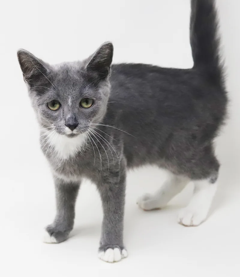 A baby small-sized male Gray / Blue / Silver Russian Blue cat named Remarkable Remington  He's for adoption in Bedford Hills, NY