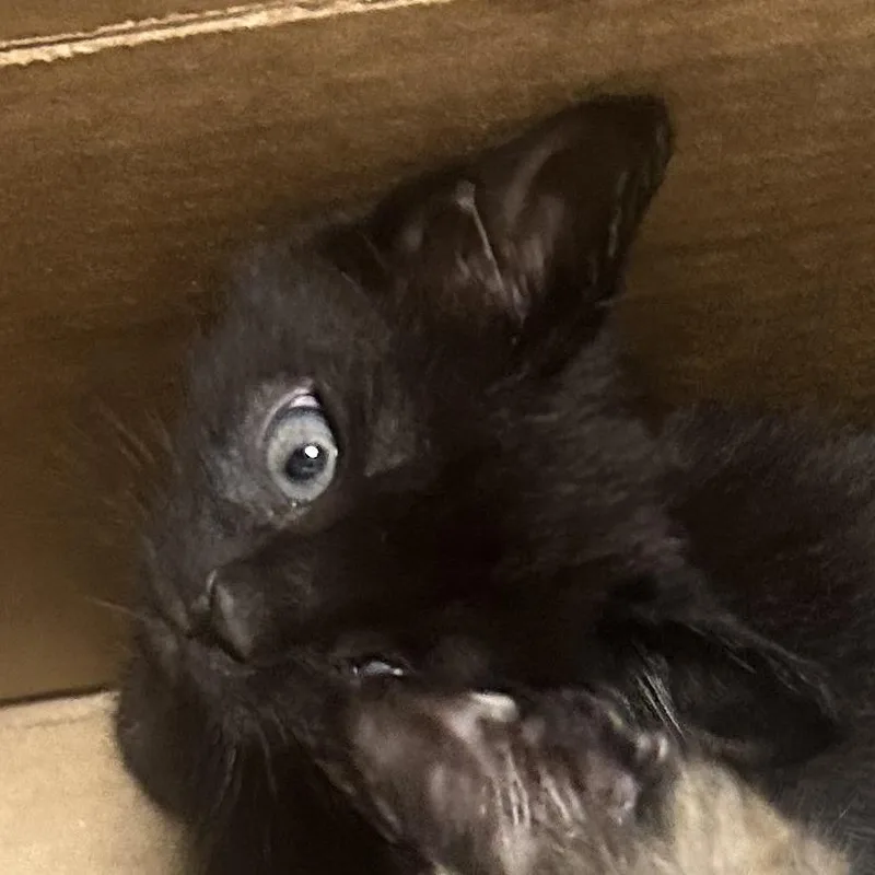 A baby small-sized male Black Domestic Short Hair cat named Peanut Butter for adoption in Philadelphia, PA