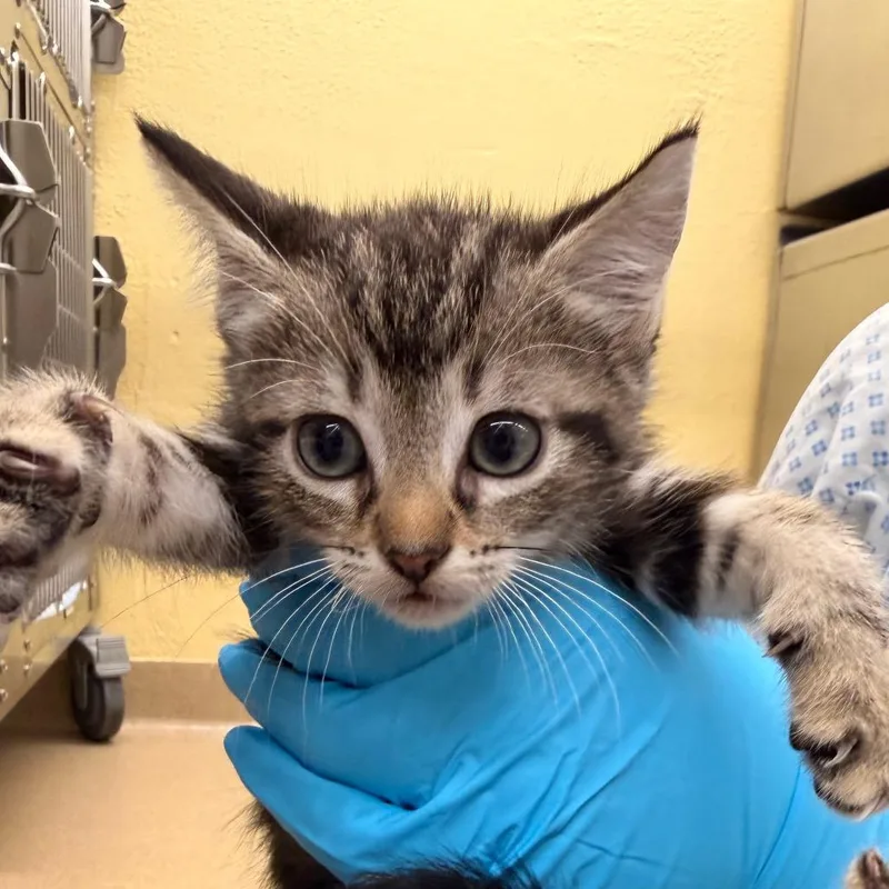 A baby small-sized female Gray / Blue / Silver Domestic Short Hair cat named Brownie for adoption in West Palm Beach, FL