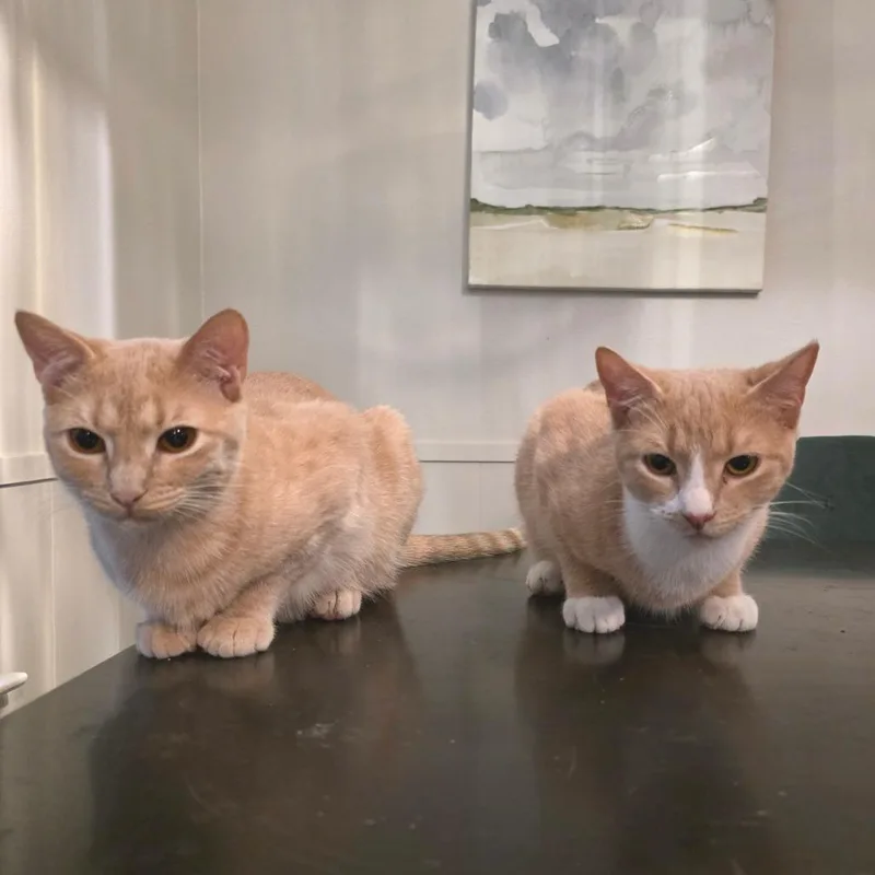 A young small-sized female Buff / Tan / Fawn Domestic Short Hair cat named Belinda for adoption in Fort Worth, TX