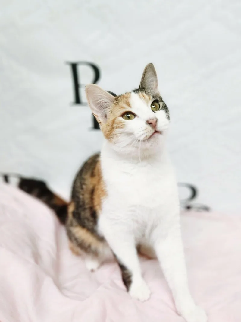 Callie