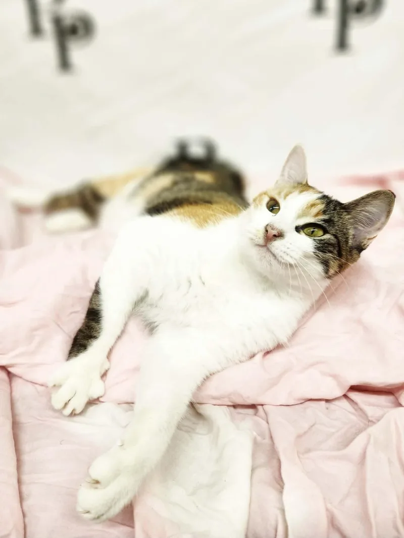 Callie thumbnail 2