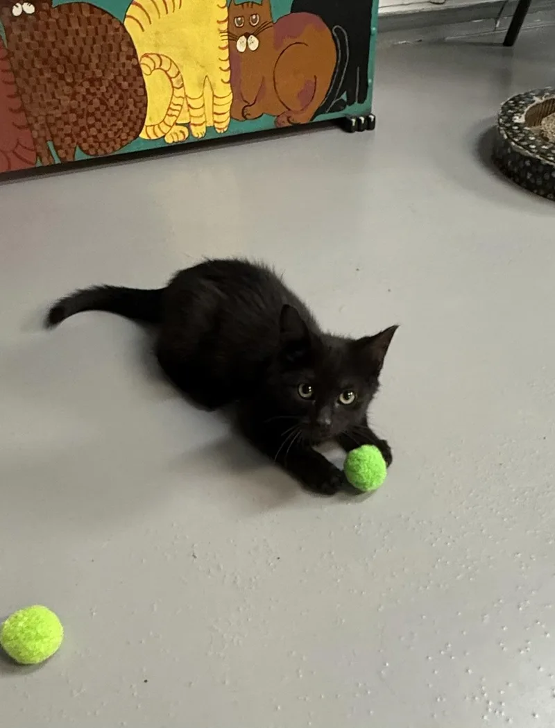 A baby medium-sized male American Shorthair cat named James for adoption in Big Rapids, MI
