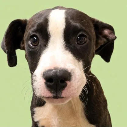 A baby medium-sized male Brindle Pit Bull Terrier dog named Clipboard for adoption in Concord, NC