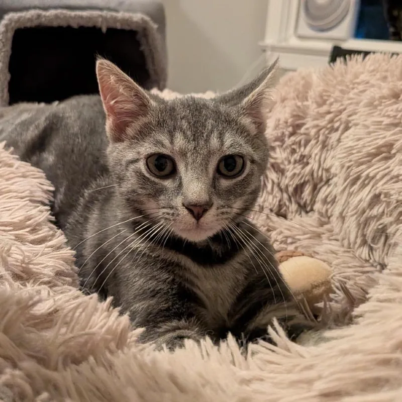 A baby small-sized male Gray / Blue / Silver Domestic Short Hair cat named Daikon for adoption in Falls Church, VA