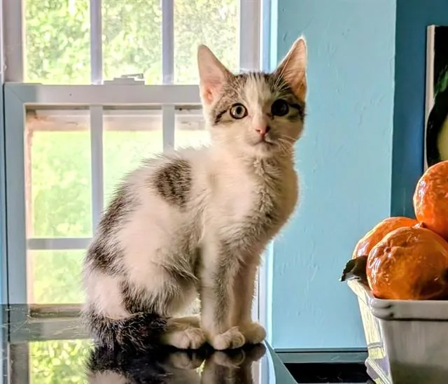 A baby small-sized male Domestic Short Hair cat named Parsnip for adoption in Oklahoma City, OK