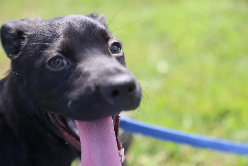 A baby medium-sized female Black Labrador Retriever dog named Lynne and Cassie for adoption in Cherokee Village, AR
