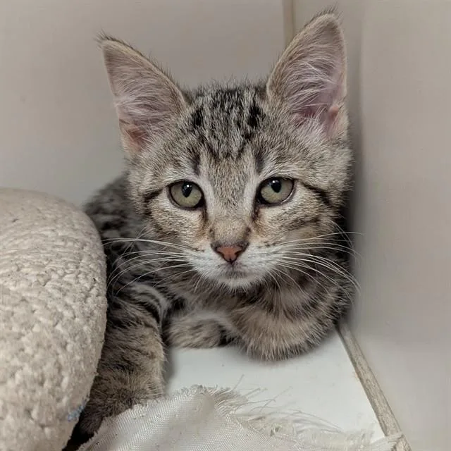 A baby small-sized female Domestic Short Hair cat named Boo for adoption in Olivette, MO