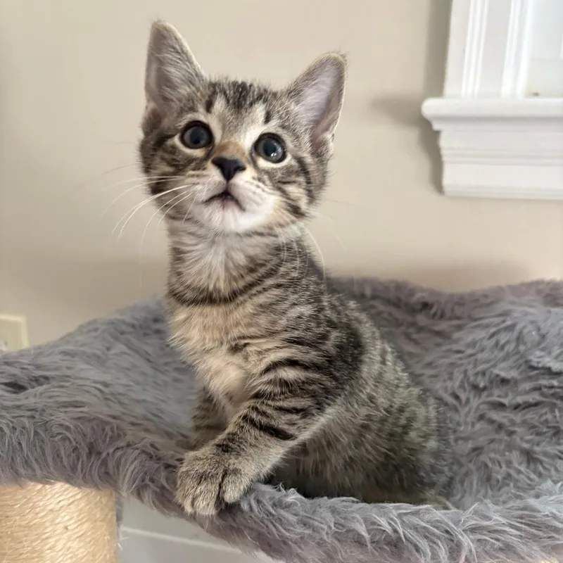 A baby small-sized female Brown / Chocolate Domestic Short Hair cat named Terra for adoption in Harrisonburg, VA