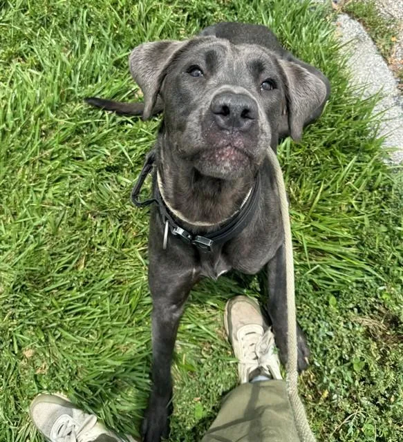 A young medium-sized female Cane Corso dog named Gloria for adoption in Olivette, MO