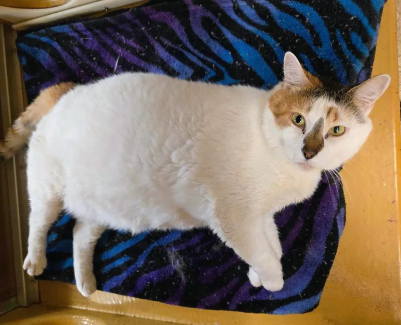 Tater Tot thumbnail 2