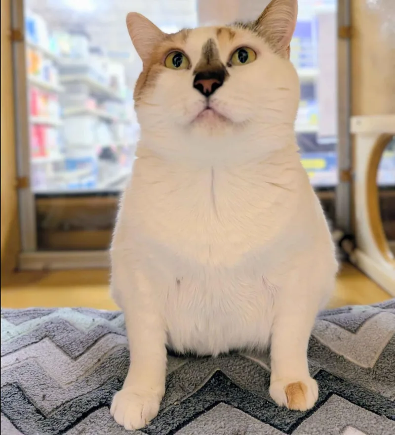 Tater Tot thumbnail 5