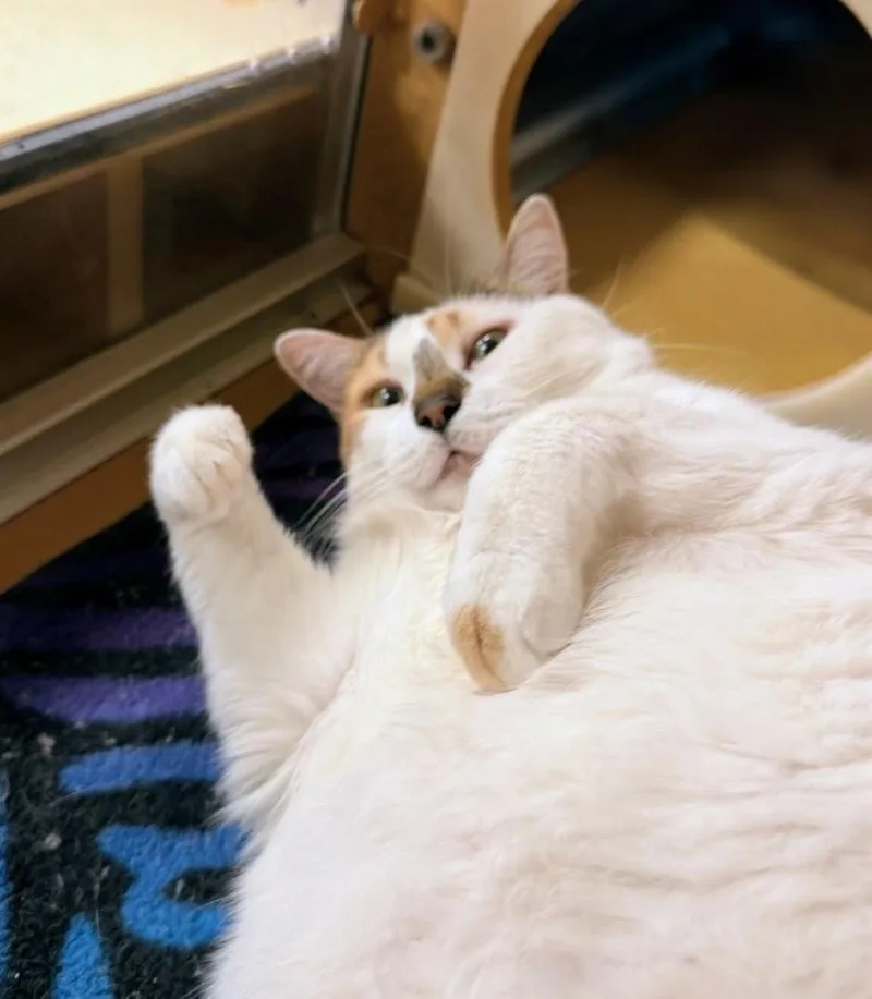 Tater Tot thumbnail 6