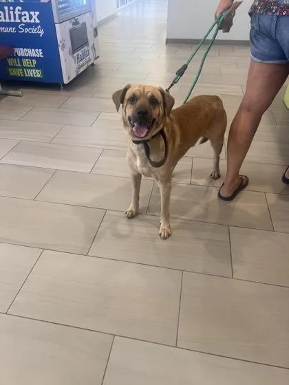 An adult medium-sized male Labrador Retriever dog named Frodo for adoption in Daytona Beach, FL