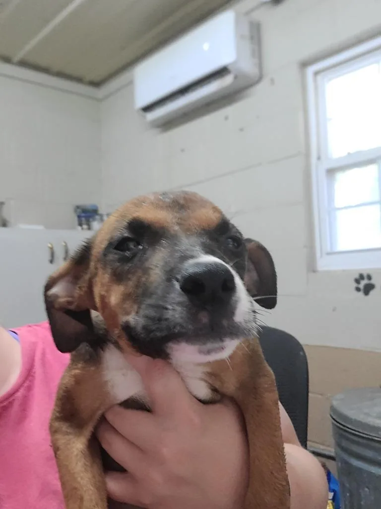 A baby medium-sized male Pit Bull Terrier dog named Ferris for adoption in Swainsboro, GA